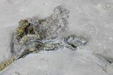 Pyrite Replaced Crinoid (Dendocrinus) - Middleport, New York #175625-3
